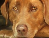 Lab Dog, Waiting 11x14 print