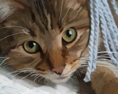 Peek-a-Boo Kitten 8x10 print
