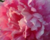 Romantic Peony Painting 11x14