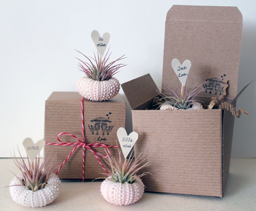 4 valentines // air plants // urchin terrarium garden