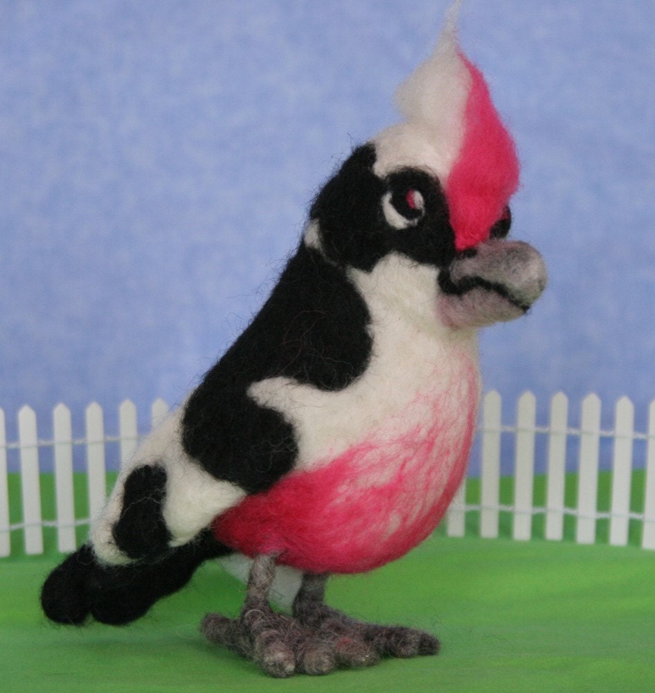 Little Kooky bird