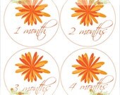 Monthly Onesie Sticker (Girl): Tangerine Chrysanthemum