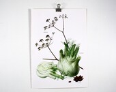 Vintage Print  - Fennel, Star Anise - Book Plate  - 1965