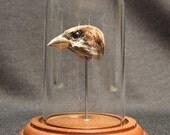 SONGBIRD OSSUARY DOME real taxidermy sparrow homage for victorian cabinet of curiosities or natural history display