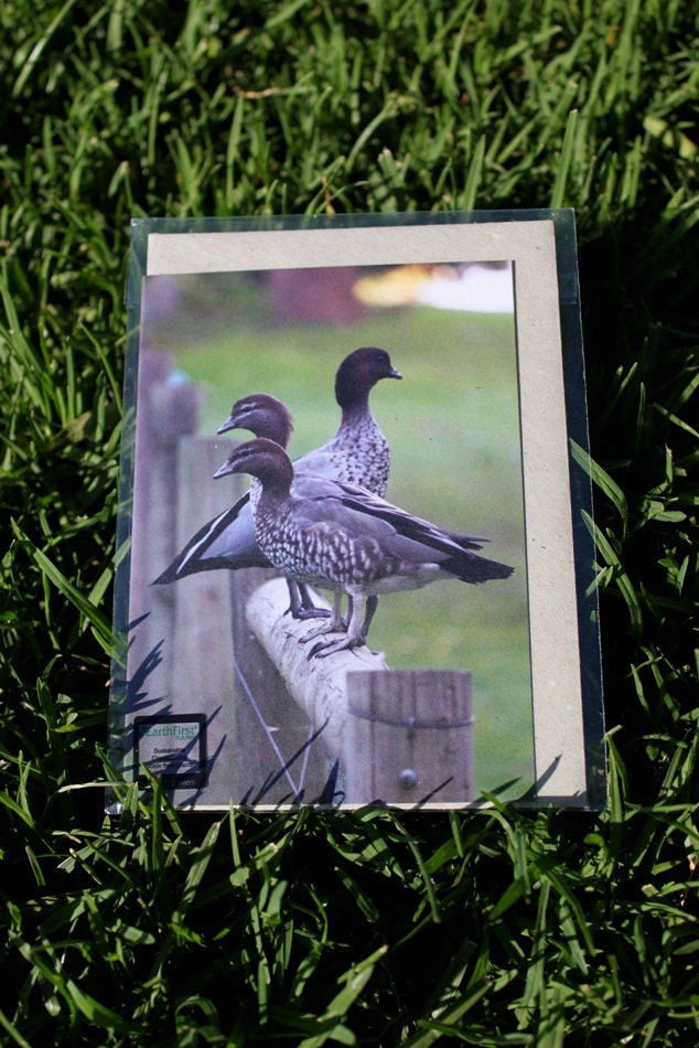 Duck Family Greeting Card
