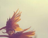 Nursery Decor Floral Photograph - Earth Tones golden brown hues Sun peach cream natural - Sunflowers In The Sun 3.5x5