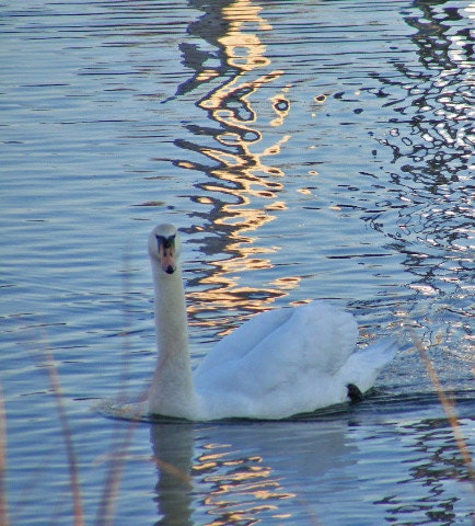 Lonesome Swan-Matted and Ready to Frame-Original Photography
