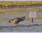 Alligator with Warning Sign Photo Greeting/Note Card
