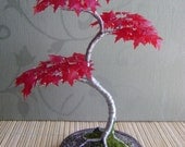 Heritage Bonsai Japanese Red Maple Steel Tree - HeritageBonsai