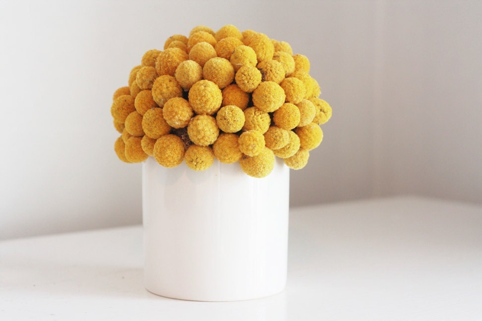 craspedia cluster in white- dried flower arrangement billy button, billy ball design. - floresdelsol