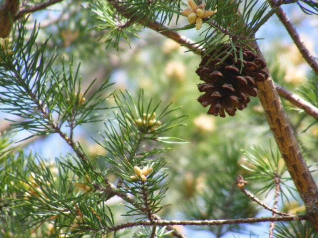 Peaceful-Matted and Ready to Frame-Original Photography of Pinecone