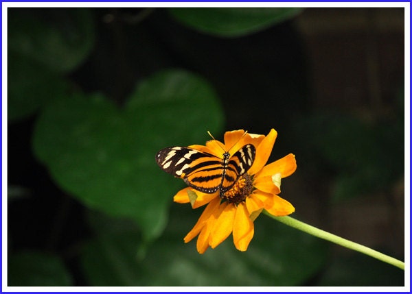 Isabella Tiger Butterfly Nature Photo Greeting/Note Card
