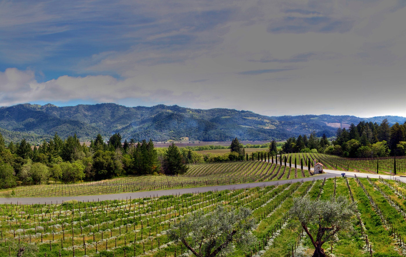 The vines and vineyards of Napa Valley, outside San Francisco, CA  - 11x14 Fine Art Print