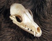 Perfect Beautiful Real Red Fox Skull