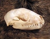 Beautiful Real Raccoon Skull