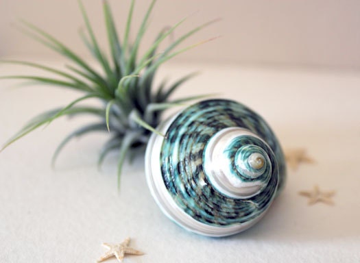 polished air plant terrarium garden