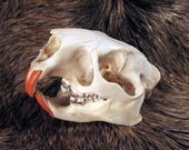 Beautiful Real Porcupine Skull