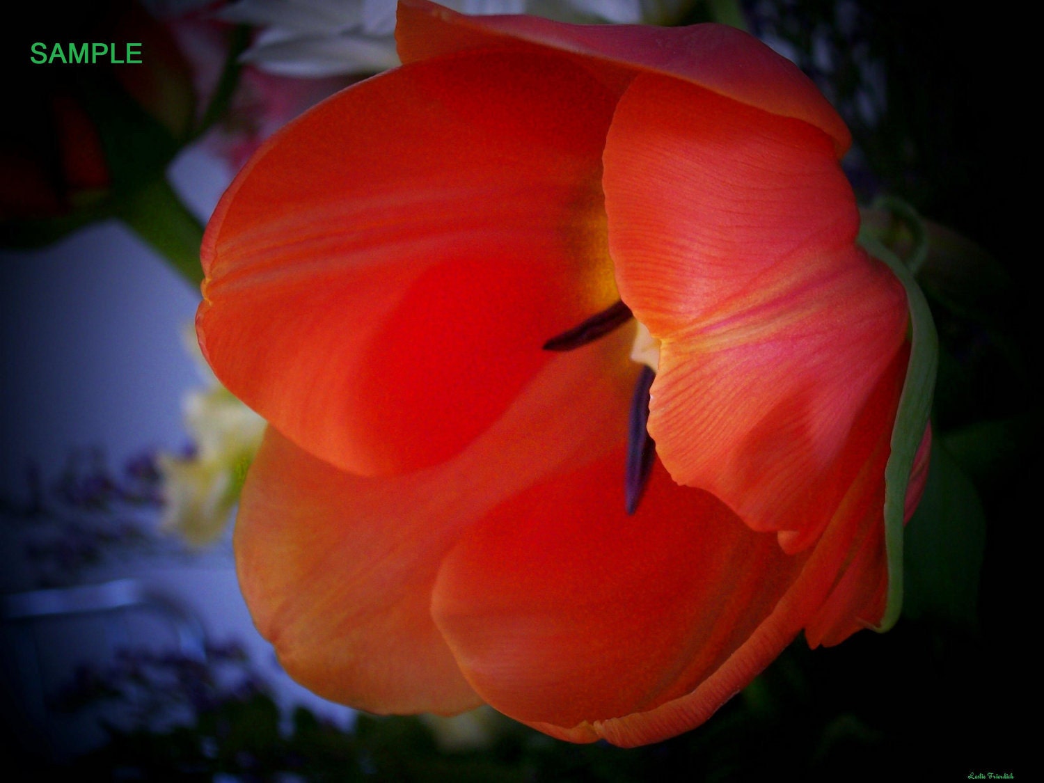 Orange Flower 8x10 digital art photo