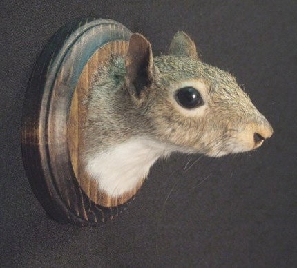 SQUIRREL TROPHY HEAD real animal rogue taxidermy sculpture novelty mount
