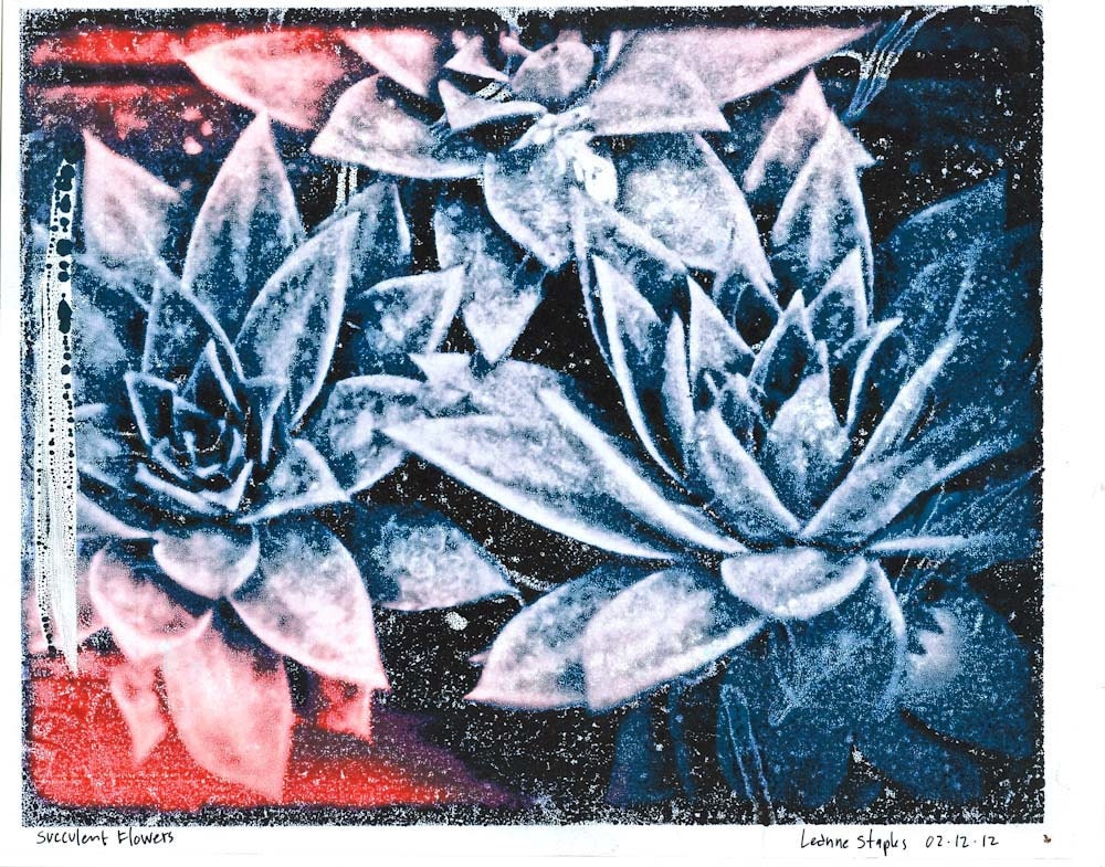 succulent flowers