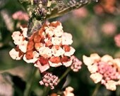 Tangerine lantana, flower picture, wall art, nature photography, 4x4 print, spring. Free domestic shipping.