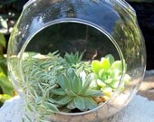 Hanging Terrarium  Succulents DIY Large Glass globe Fathers Day gift idea DIY or Wedding Centerpieces 1