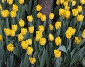 Yellow Tulips - 11x14 Print with 16x20 Green Mat - Perfect for Spring - shootlikeagirl