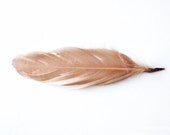 Peach Feather. 8x10. Fine Art Photographic Natural History Print. Minimal simple style. Natural Home Decor. Indoor garden botanical - MilesOfLight Peach Feather. 8x10. Fine Art Photographic Natural History Print. Minimal simple style. Natural Home Decor. Indoor garden botanical - MilesOfLight
