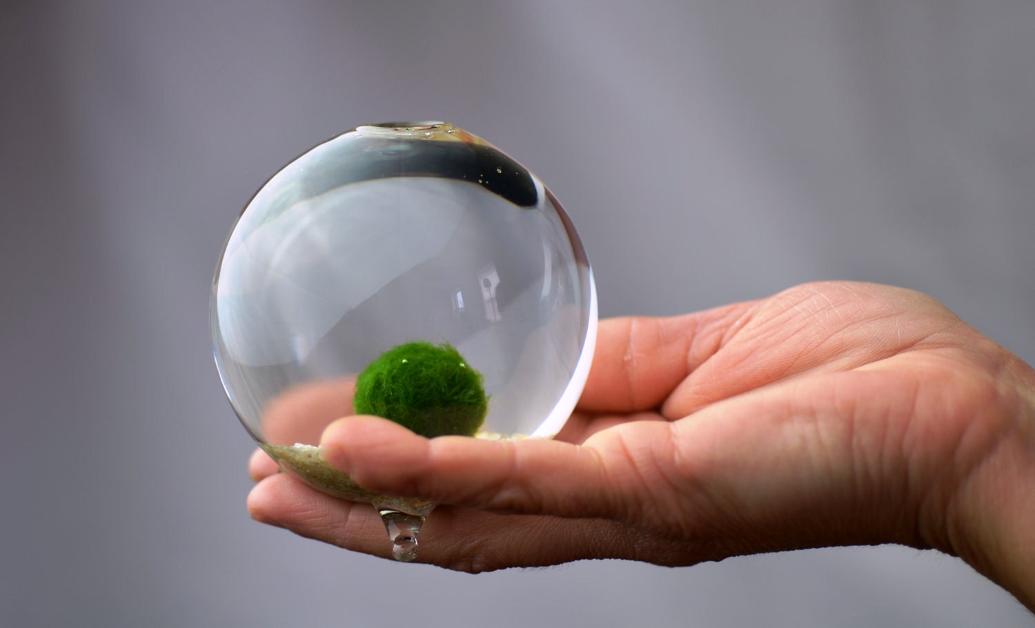 Marimo Moss Ball - Miniature Aquarium