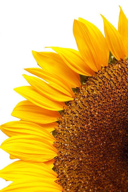 Bright and Sunny Sunflower - FINE ART PHOTOGRAPHY 5x7 Unmatted Print