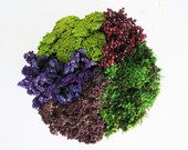 NEW...  plum garden centerpiece-  as seen in reader's digest- modern dried flower arrangement