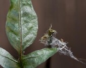 4x4 print, leaf, web, closeup, stunning nature photography. Free domestic shipping.