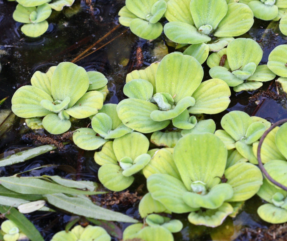 Water Lettuce/ 12 Live Plants/ Water Garden/ Pond