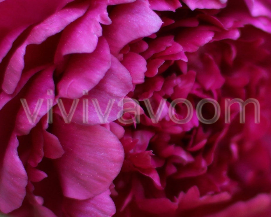 Fuschia pink chrysanthemum flower close-up petals photograph 8 x 10