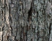 Rough grey textured tree bark close-up photograph 8 x 10