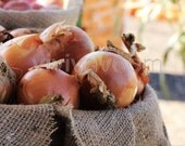 Yellow onions in burlap sack basket at fall farm fair close up photograph 8 x 10