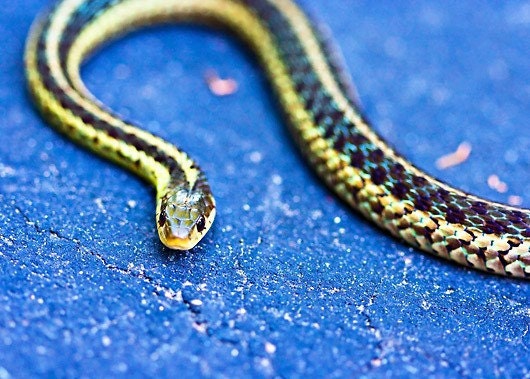 Snake autumn fall dude men Fathers Day boy children under 25 camping colorful vivid green blue black creepy cool - Fine Art Photography