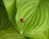 Ladybug on Hostas - Original Photograph 8x10
