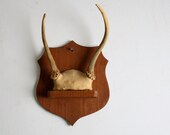 Tiny Vintage Suede-wrapped Mounted Deer Antlers