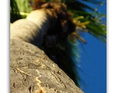 Abstract Palm Tree Fine Art Photograph, 8"x10" Affordable Nature Print. Caribbean Tropical Island, St. John, USVI.