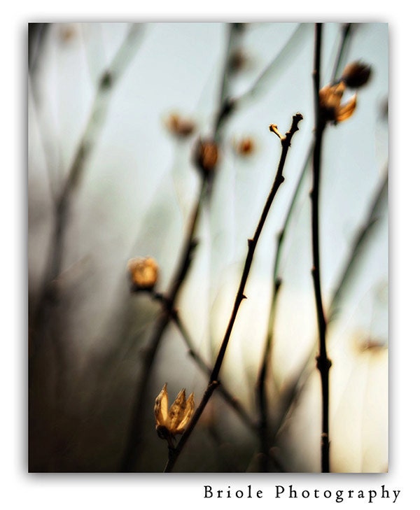 Dreamy Winter Nature Photograph Fine Art 8"x10" Photograph. Affordable Print. Soft Blues Steel Grays. - Briole