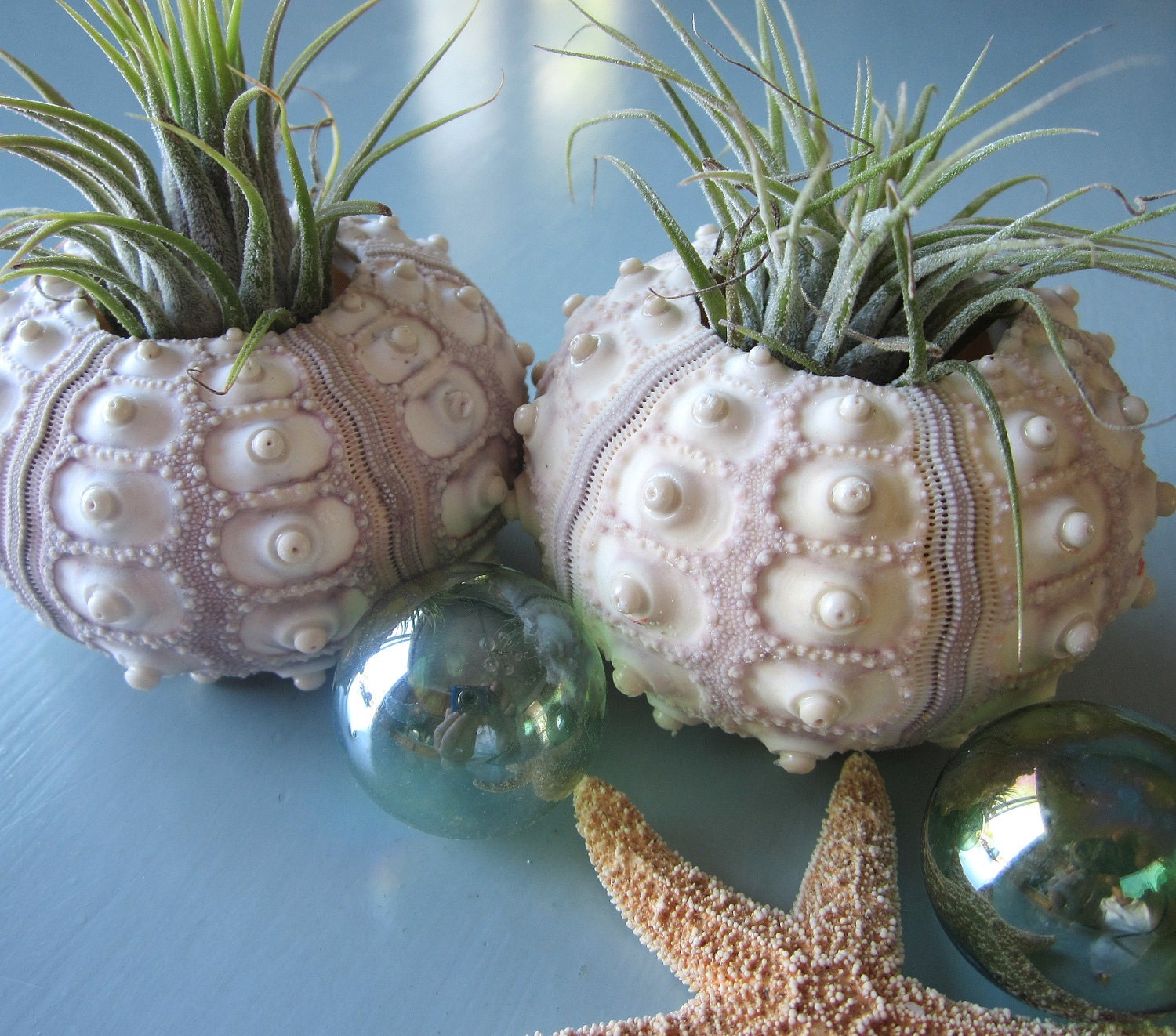 Beach Decor - Air Plants in Sputnik Sea Urchins, Set of 2 for Nautical Decor