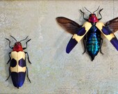 Pink-Headed Jewel Beetle Display