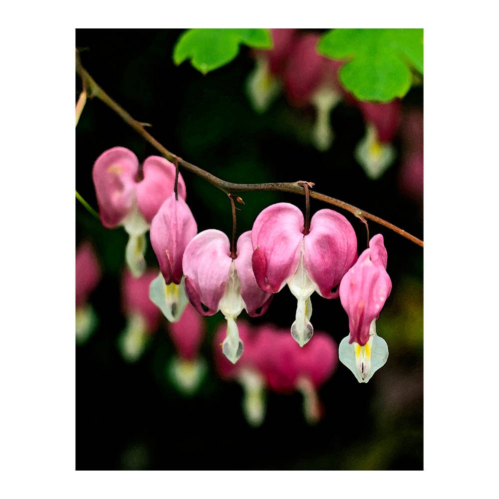 Pink Flower Photograph, Valentines Art Print, Nursery Decor, Remembering Reta, Bleeding Heart Stem, Pink, Green, Spring, FPOE, girly, 8x10