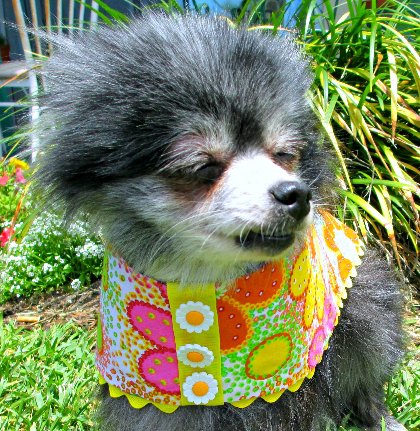 Dog Summer Dress - Toy Breed Cotton Multicolored Daisies