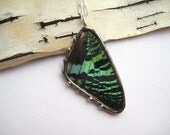 Sunset Moth Wing - iridescent green butterfly necklace