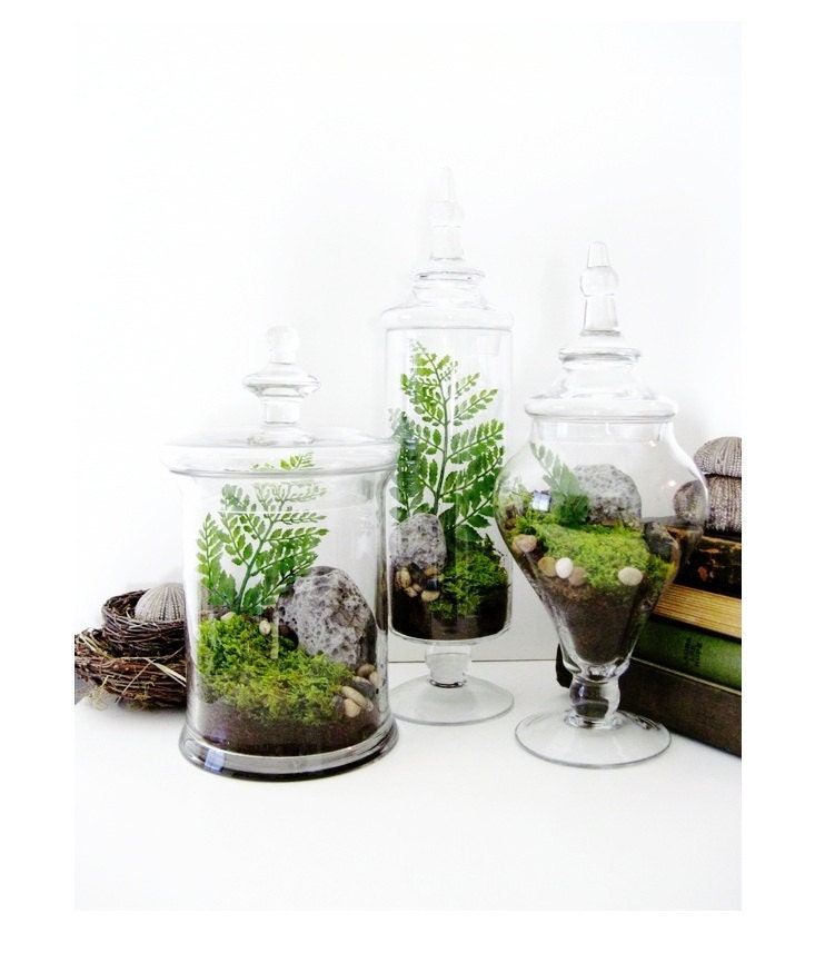 Apothecary Jar Terrarium Set: Live Moss, Volcanic Rock & Fern