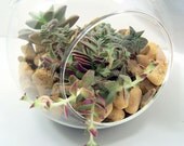 Hanging Terrarium  Succulents DIY Large Glass globe Fathers Day gift idea DIY or Wedding Centerpieces 11