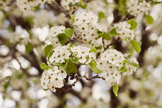 flowers,white flowers,blooming tree,dreamy,white,neutrals,earth tones,light green,creamy,floral art,nature photo,fine art photography