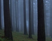 Tabor Firs at Dawn // 8 x 12 Fine Art Print